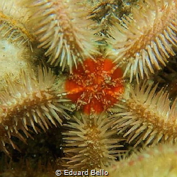 Colourful star... by Eduard Bello 